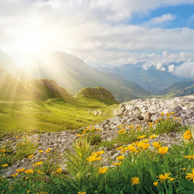 Landschaftsaufnahme einer Alpenwiese in den Alpen 
