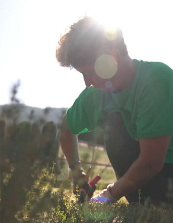 Ernte von Rosmarinzweigen