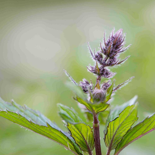 Kräuter aus dem Gurktal