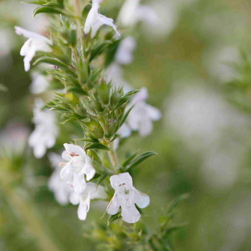 Kräutergarten im Domstift zu Gurk